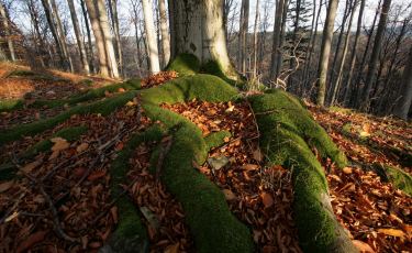 Dzielec (Fot. mateo) Dzielec (Fot. mateo)