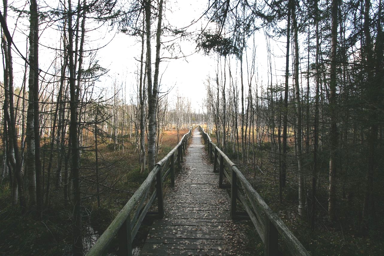 Torfowisko pod Zieleńcem - widok na drewniany pomost