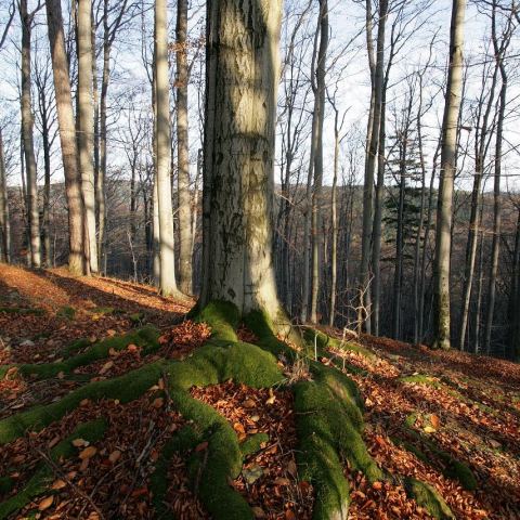 Góry złote (Fot. mateo)