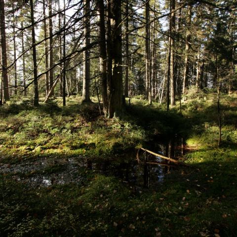 Torfowisko pod Zieleńcem (Fot. mateo)