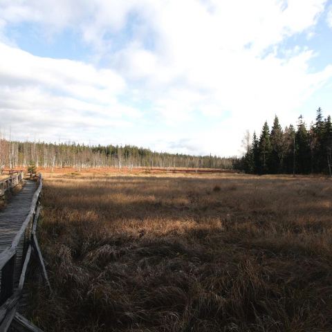 Torfowisko pod Zieleńcem (Fot. mateo)