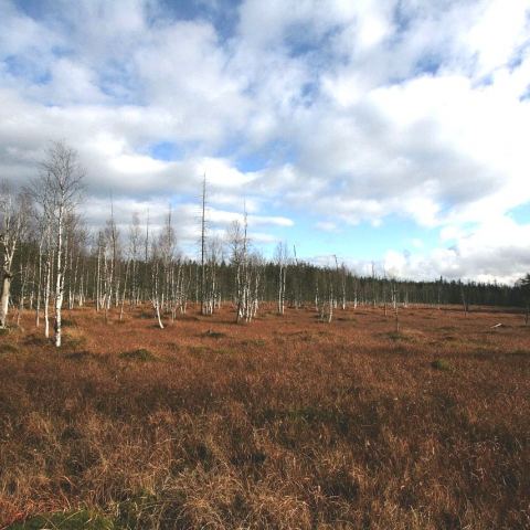 Torfowisko pod Zieleńcem (Fot. mateo)