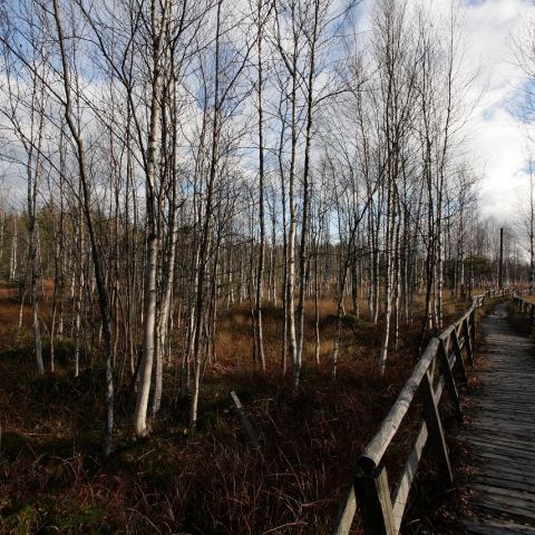 Torfowisko pod Zieleńcem (Fot. mateo)