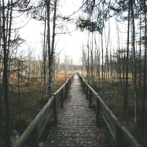 Torfowisko pod Zieleńcem (Fot. mateo)